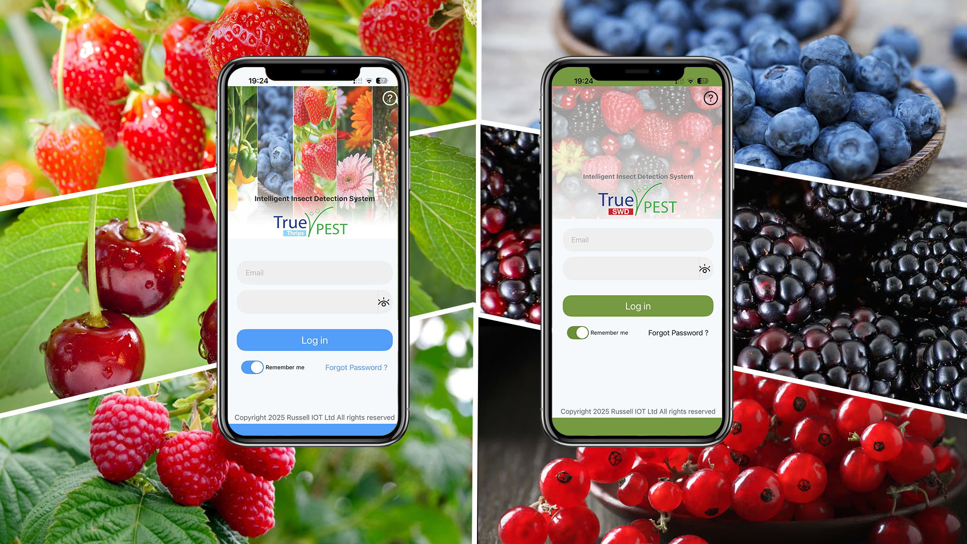 hero image - InsectAI logo